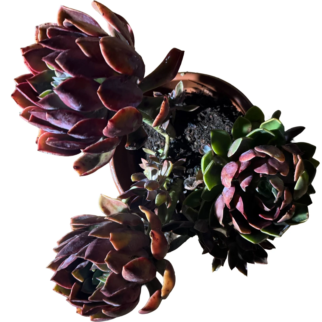 精品多肉 琼斯 【好看好养】