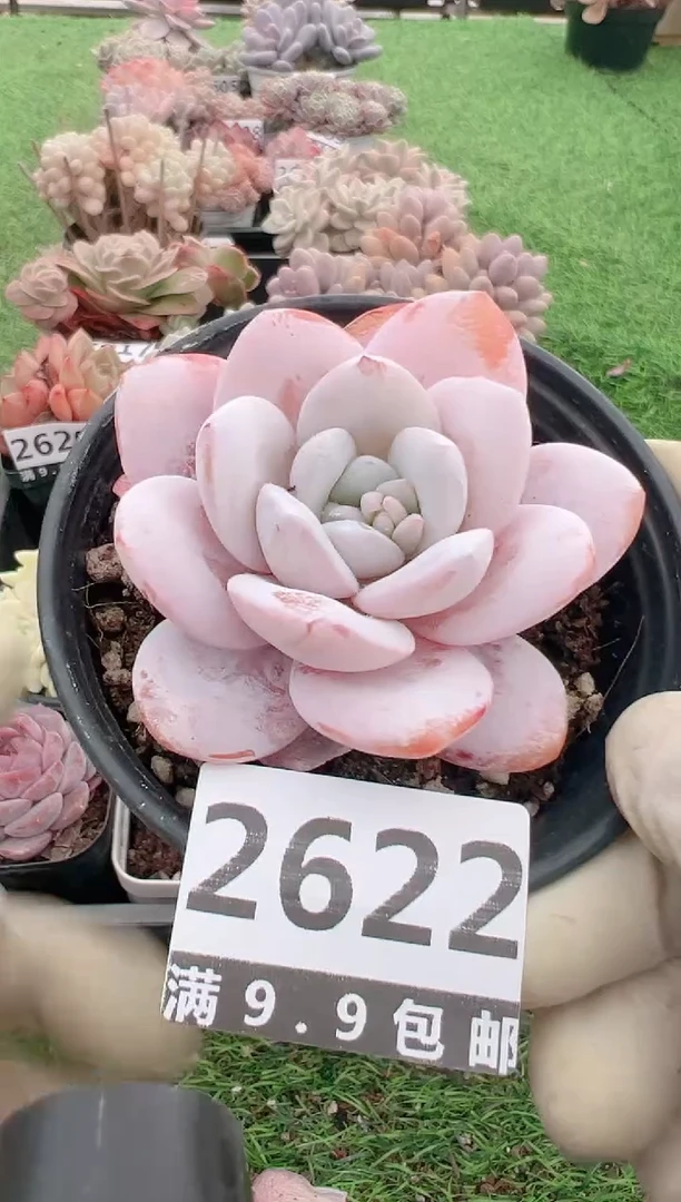 【闪购商品】信福多肉一物一拍