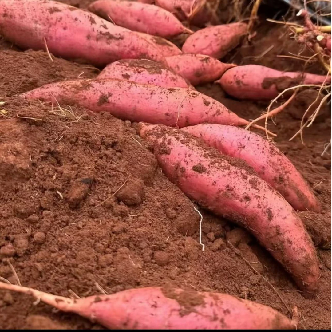 新鲜现挖西瓜红山芋 甘甜健康