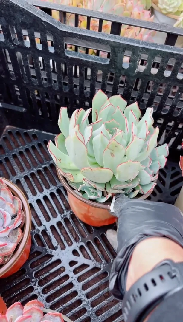 G*…05135多肉植物一物一拍