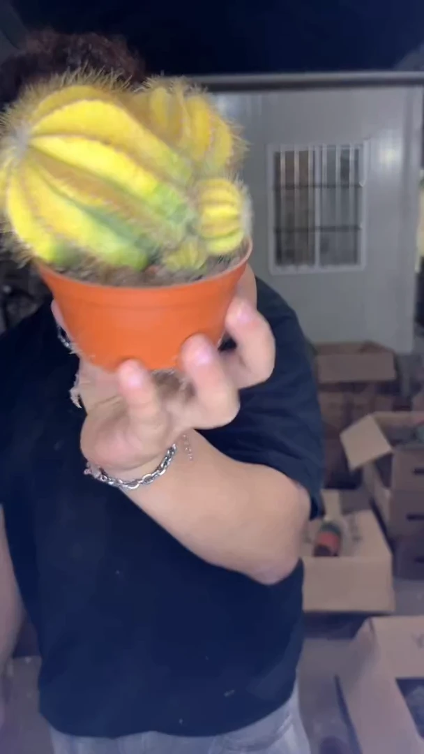 多头 银光锦【带根】