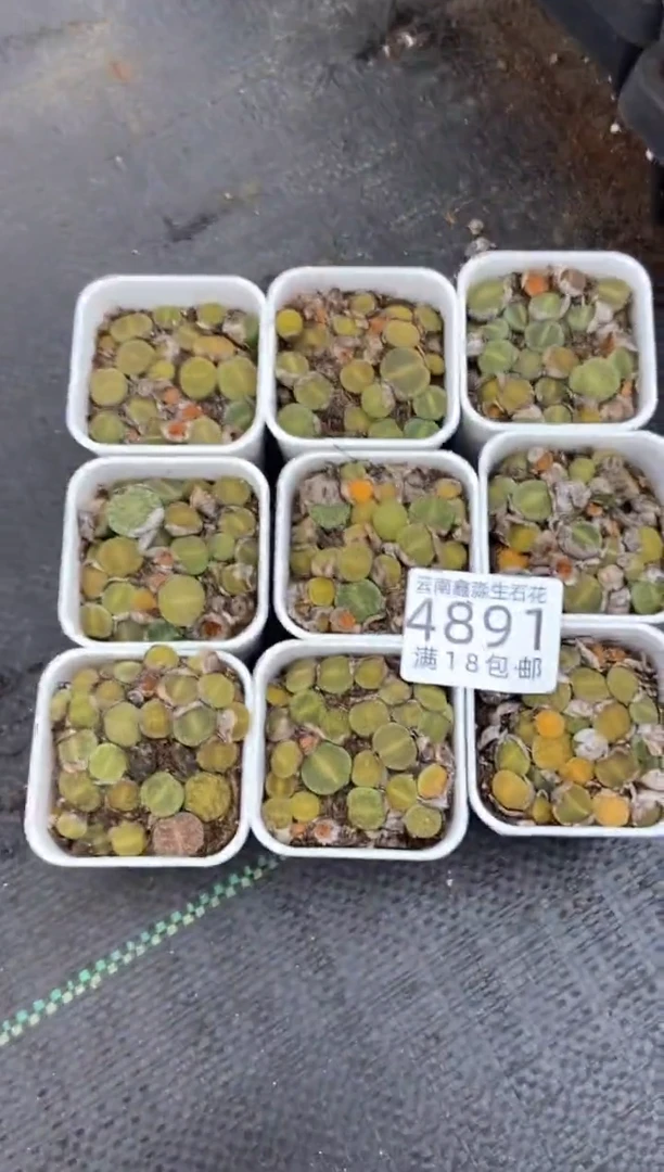 4891特价5.5方绿紫勋有疤瑕疵发货1盒量拍