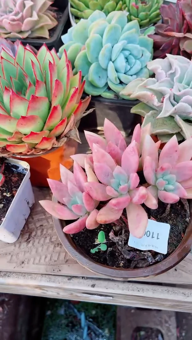 11060多肉植物一物一拍