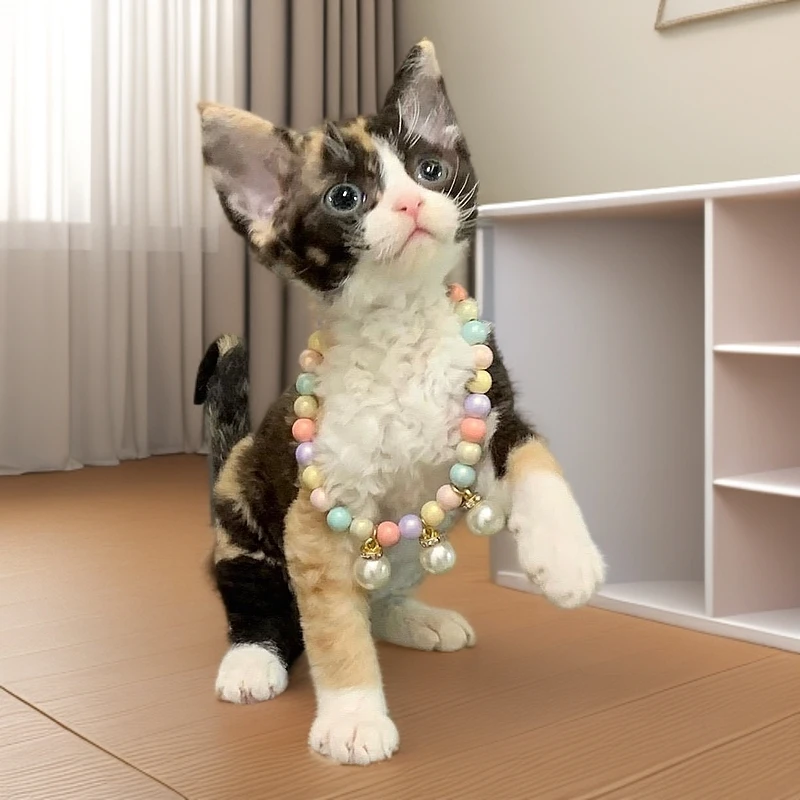定金链接——西安布丁德文卷毛德文卷毛猫（拍前咨询小黄车客服）