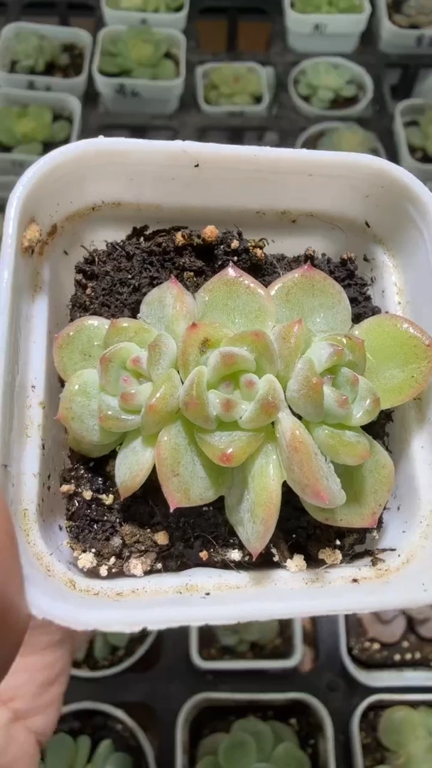 1151  T秃多肉植物