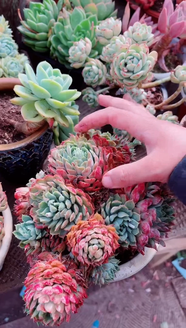 13147多肉植物一物已拍