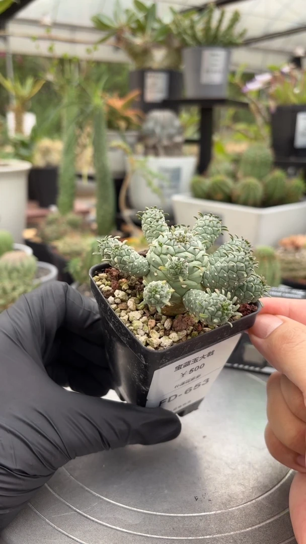 宝蓝玉大戟FD-653