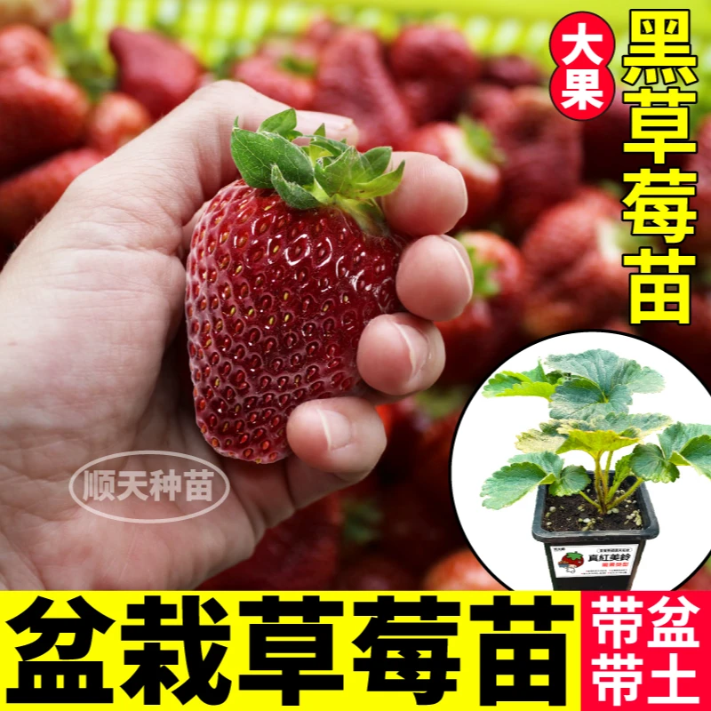 原土原盆大果真红美玲黑珍珠草莓秧苗粉玉红颜天使ae白黑红果草莓