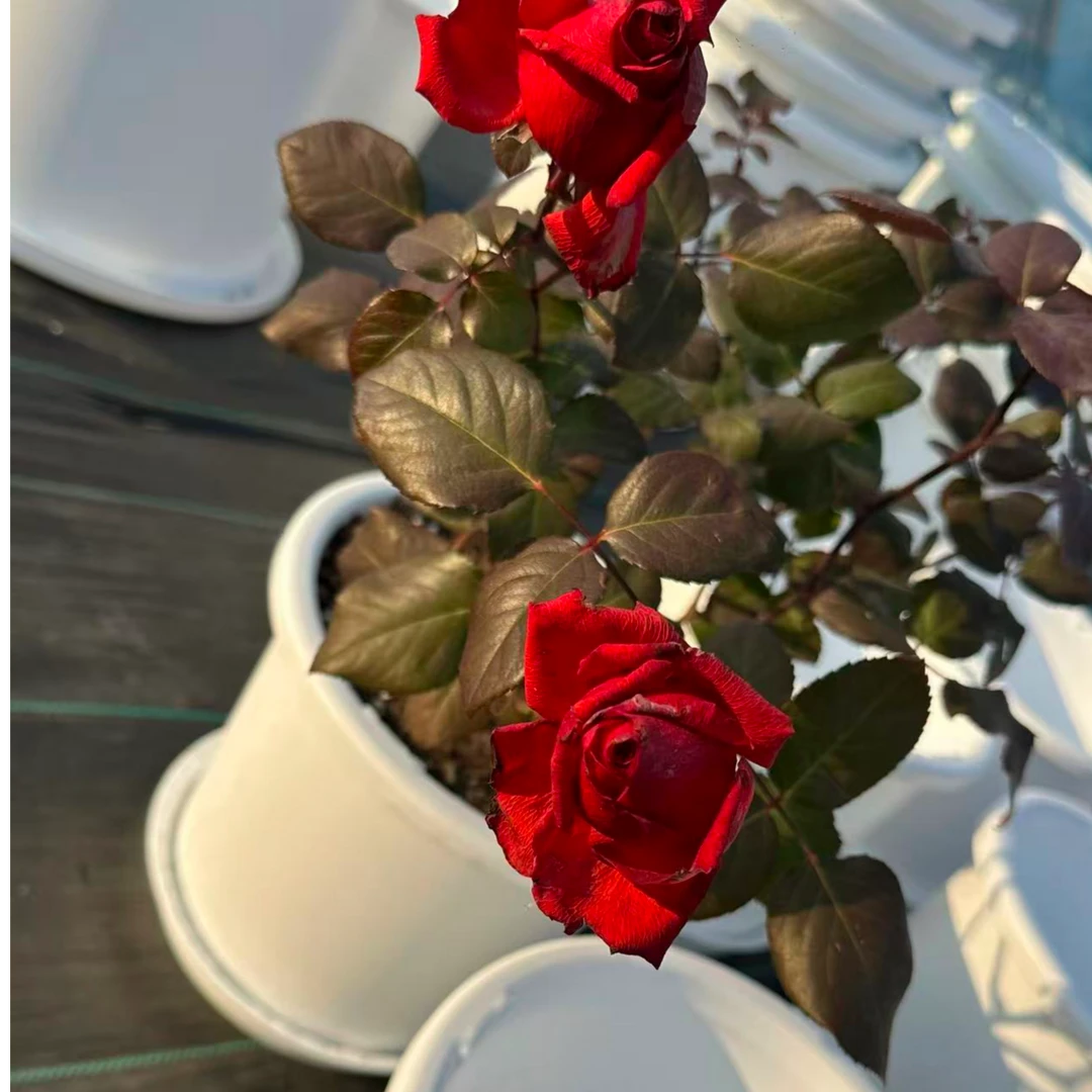 花博士古月店：玫瑰月季家用深型高筒盆深盆塑料加厚控水透气花盆