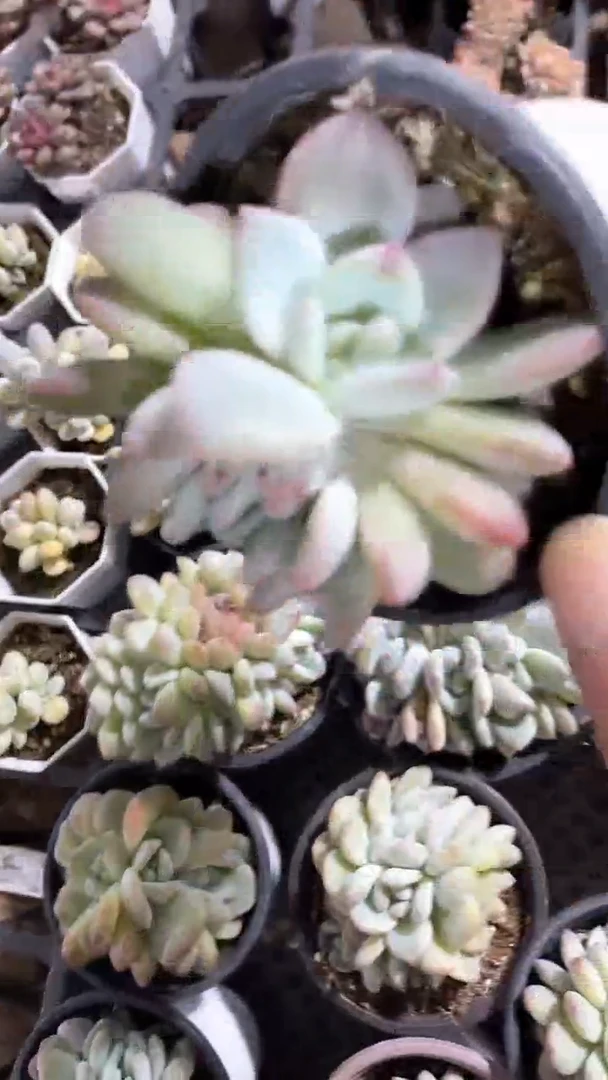 【闪购商品】90盆星影缀化或四头五头朵朵随机一颗多肉