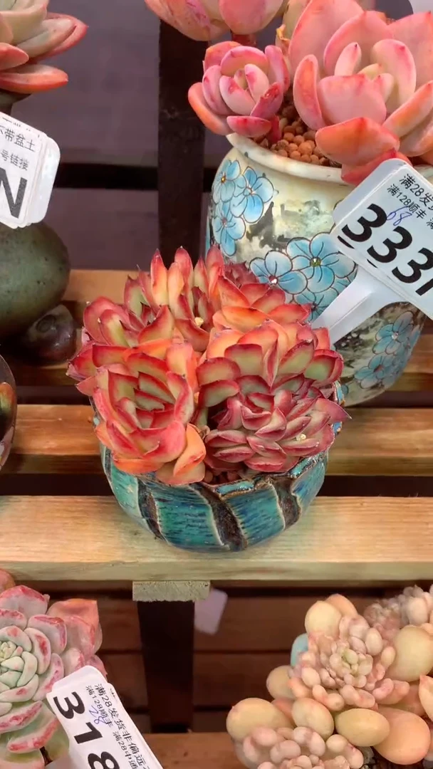 333N（一物一拍，精品多肉，所见即所得 ）