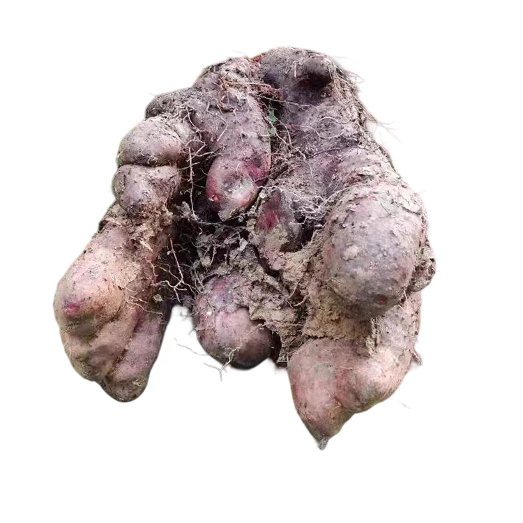 云南特产山货 紫山药 轩阳好货