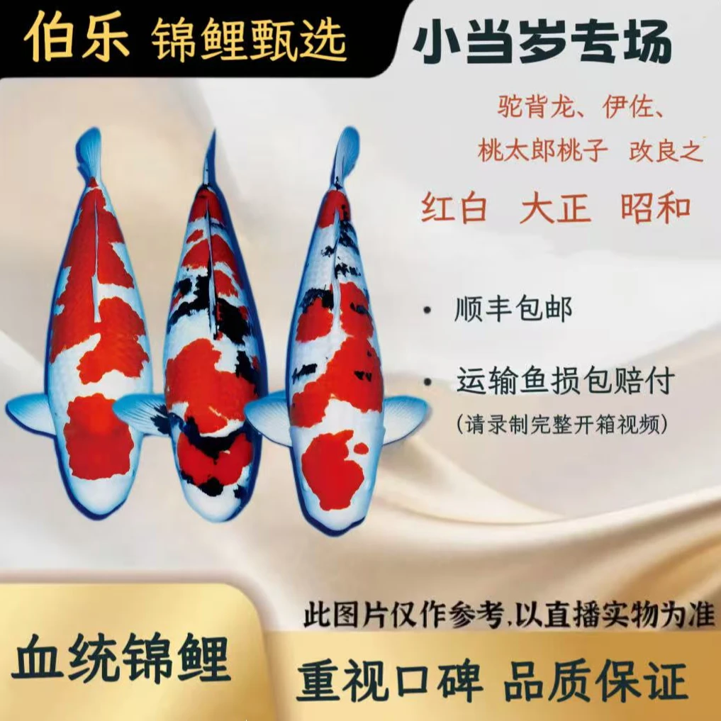 (1)血统锦鲤红白大正昭和30-35公分好养耐活冷水观赏鱼3条装