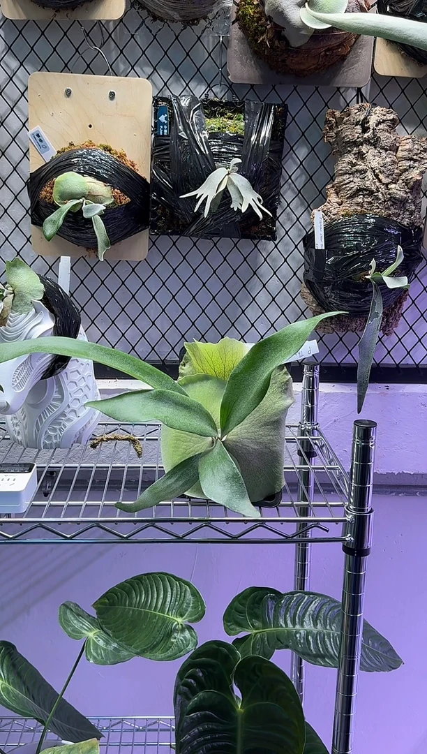 冯温卷卷大侧芽