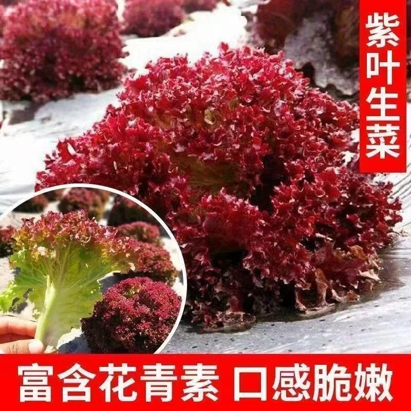 【全店满8包包邮】紫叶生菜种子