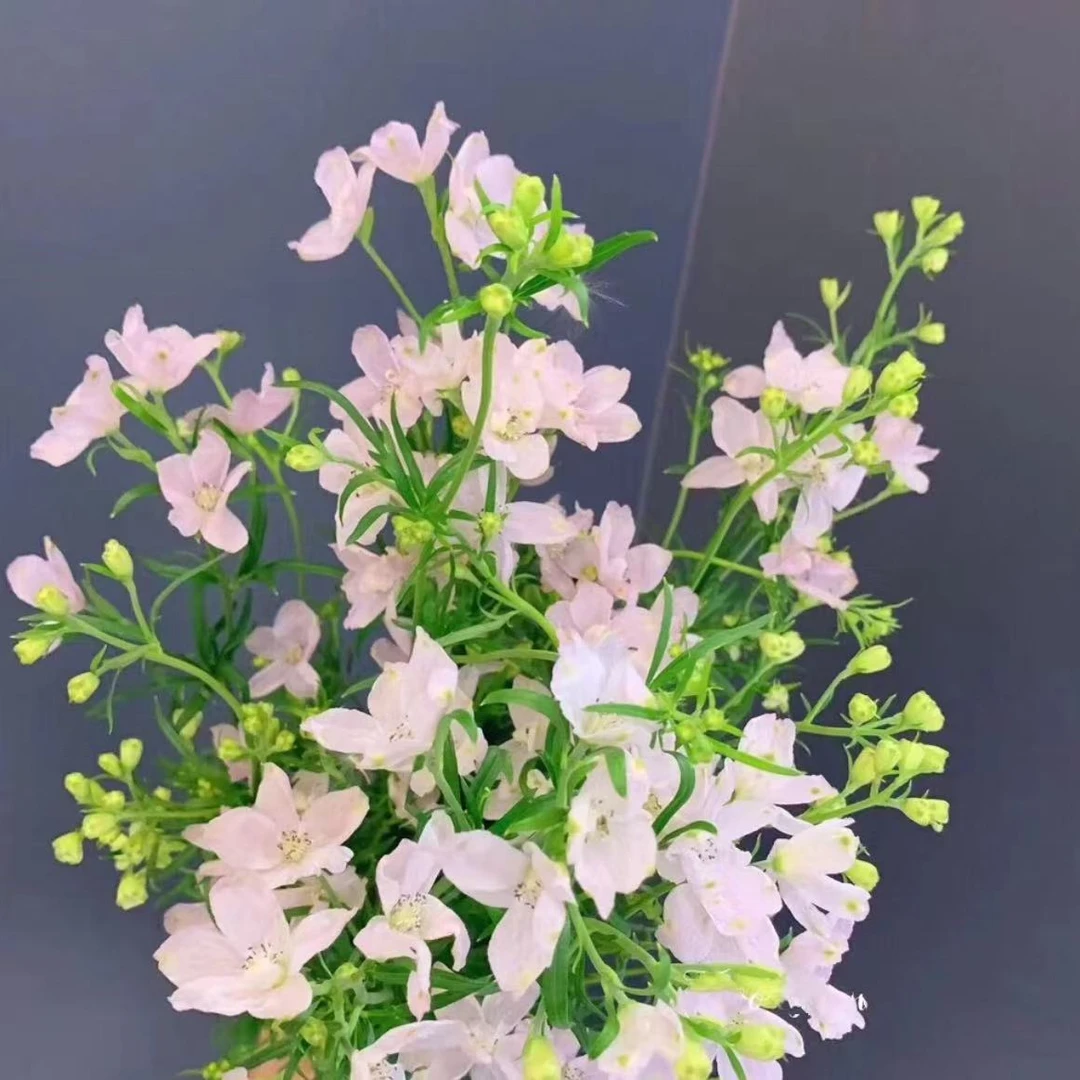 【花桥】小飞燕鲜花