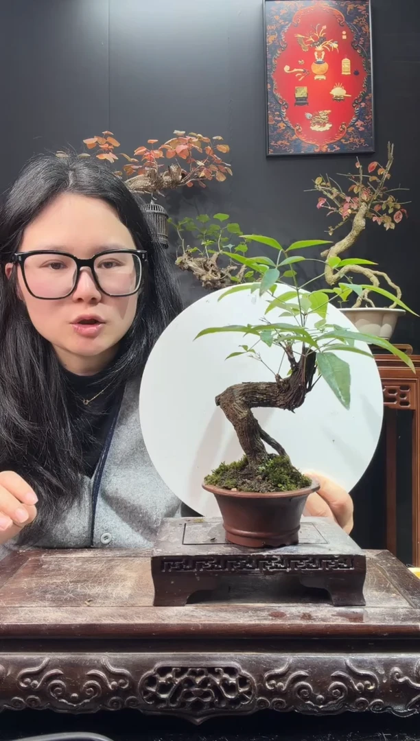 完全开放南天竹000