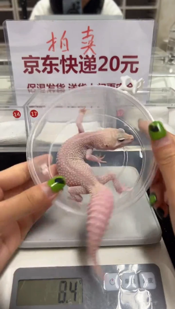 豹纹守宫00000000