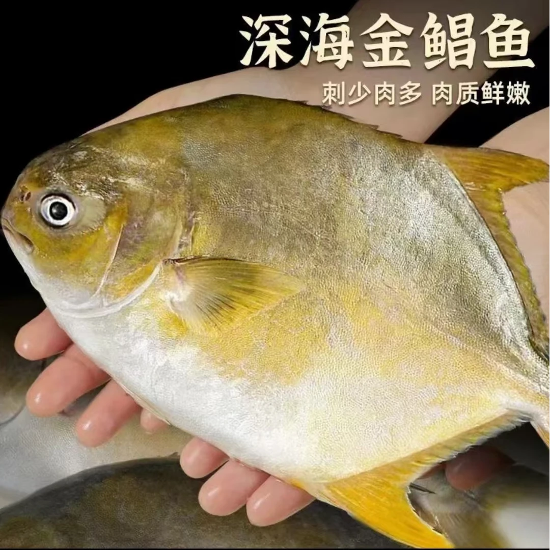 汕尾本港纯野生金鲳鱼 顺丰冷链发货