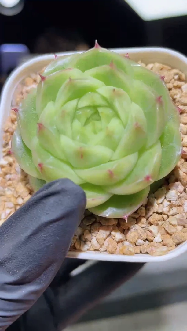 1296 优选麦秆 4.5-5.0厘米左右 量拍随机发