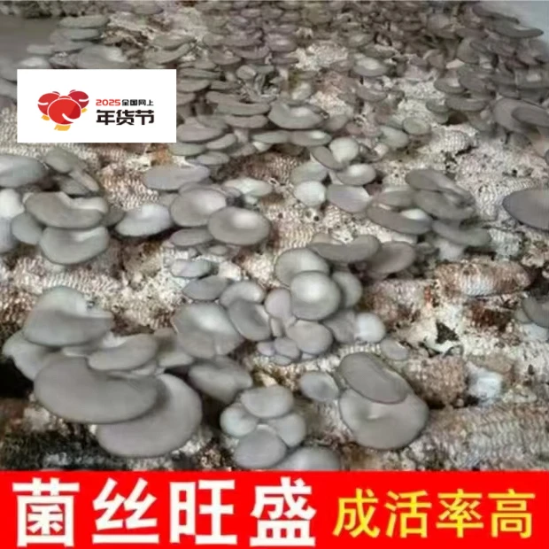 袖珍姑菌包