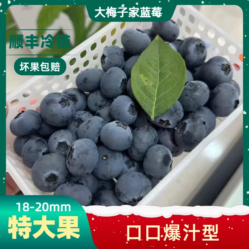 [蓝莓特大果]18-20mm新鲜采摘 应季新鲜蓝莓  酸甜爆汁100g/盒