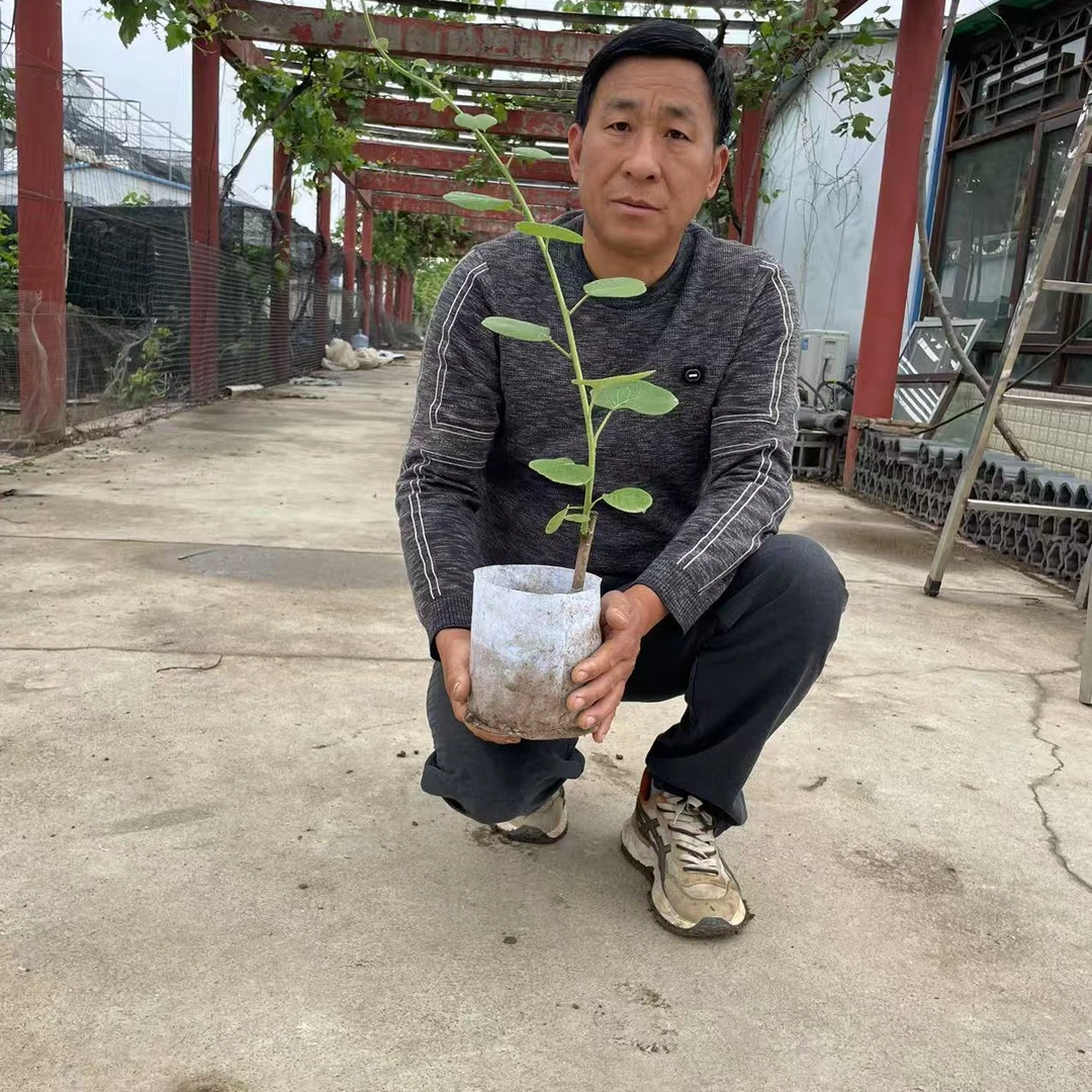 猕猴桃苗公母搭配