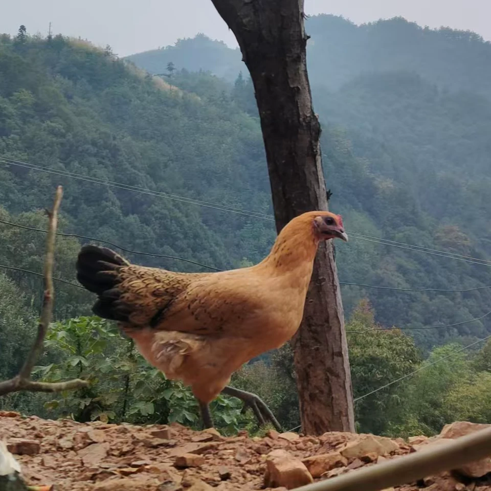 麻阳老品种土鸡杂粮散养跑山乌鸡五谷喂养新鲜现宰深山老香鸡包邮