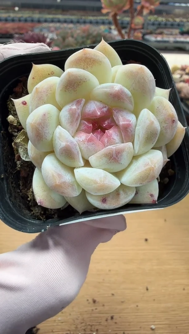 东云多肉园二店-42