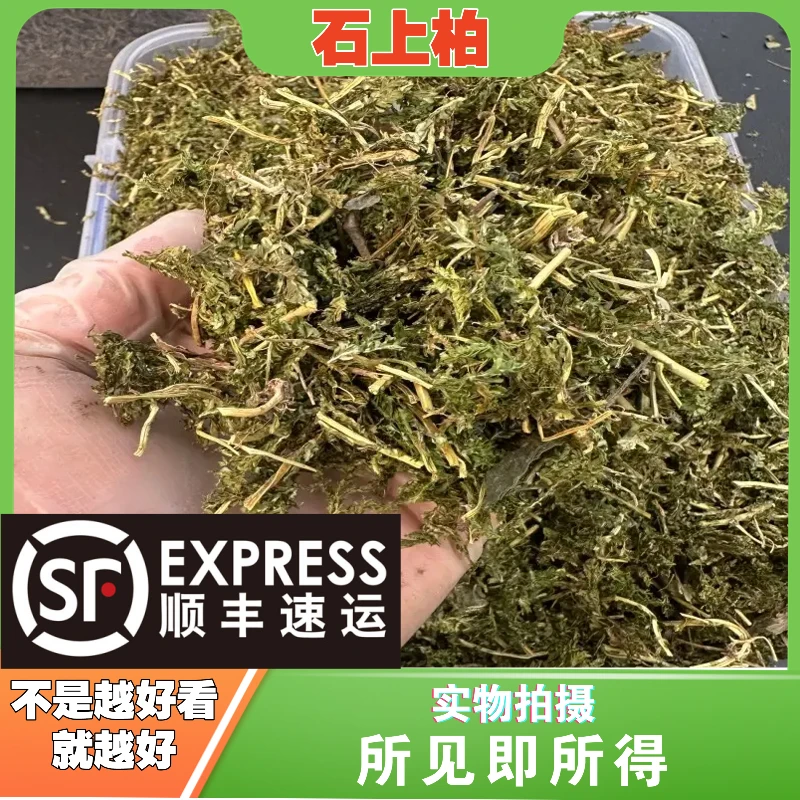 石上柏成都中药材批发别名：地侧柏、梭罗草、地梭罗、金龙草、
