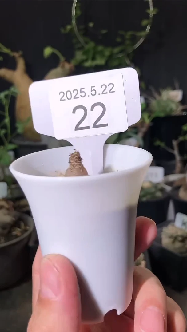 22号5.22.福利羊角沙枚