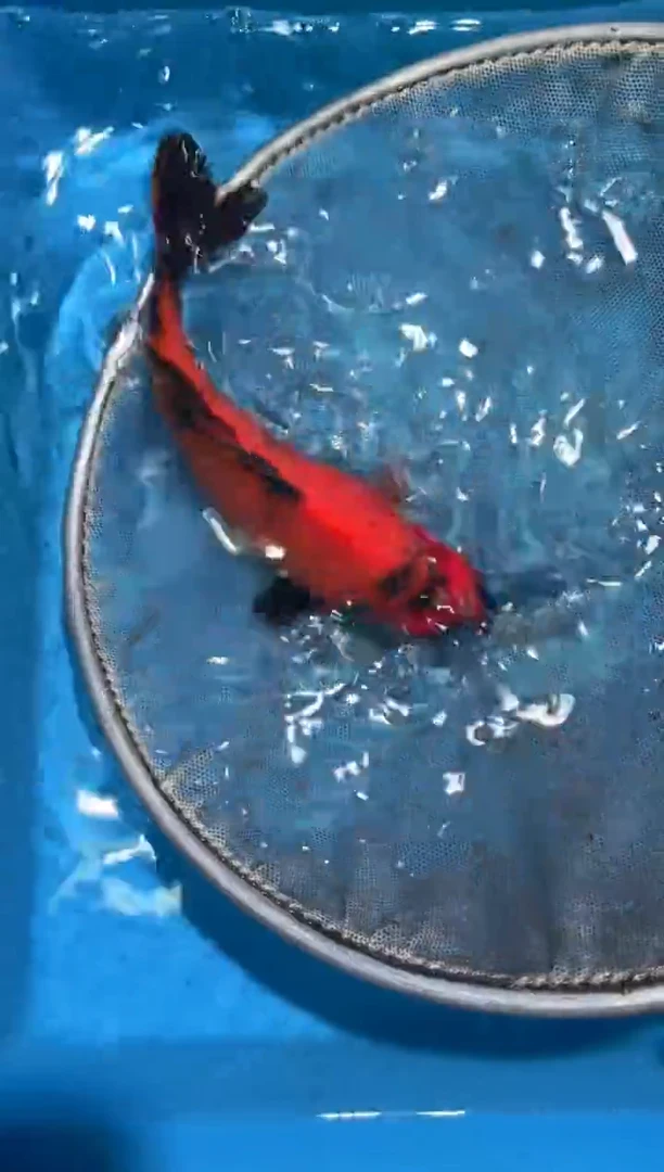 锦鲤点关注右下角竞拍链接出价