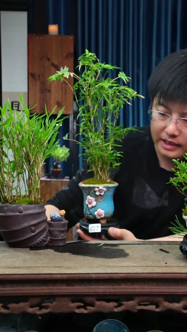 苔藓微景观457号