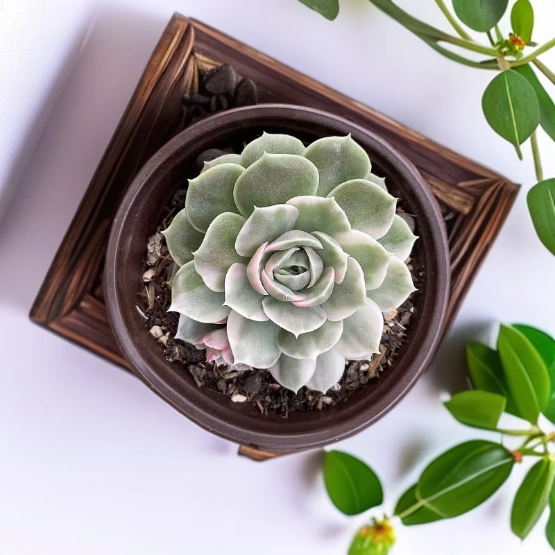 （昂斯诺锦  ）星花怒放猴哥 多肉阳台植物