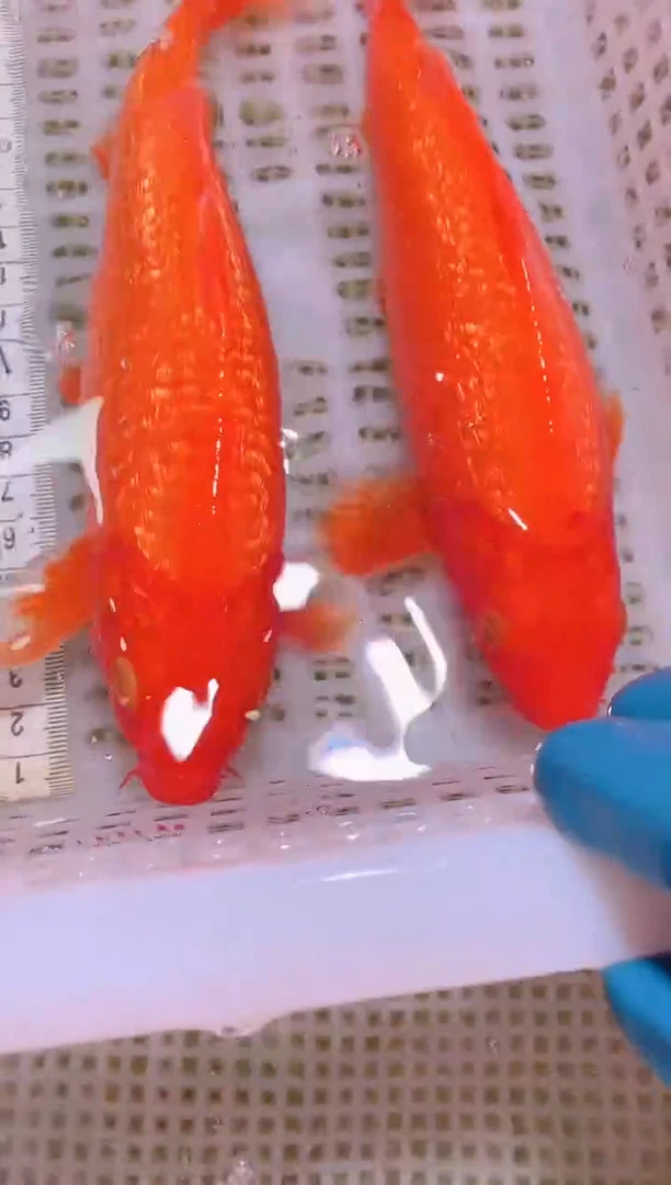锦鲤冷水观赏鱼全场包邮75