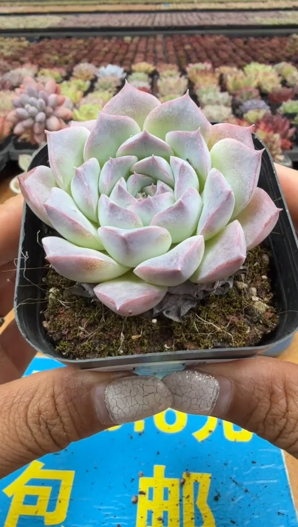 东云多肉园二店-178