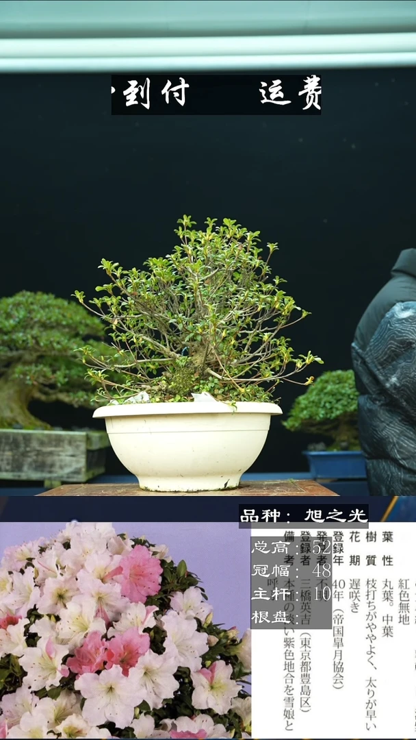 【闪购商品】无100922