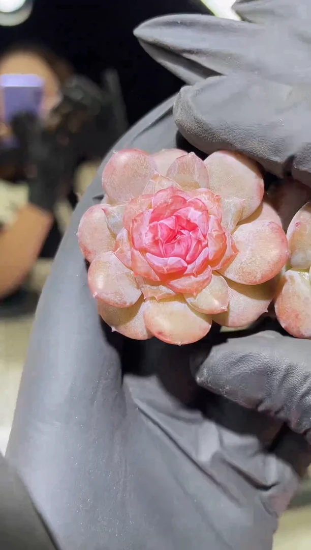 1277 爱河珍妮 3.0-3.5厘米左右 量拍随机发