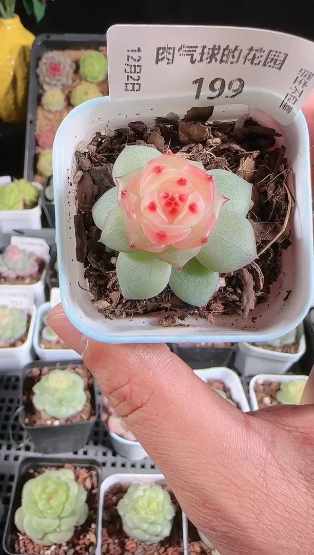 1202-199春桃多肉群生不包整