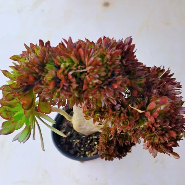 【黑法师缀】黄大锤多肉阳台露台植物栽种养护