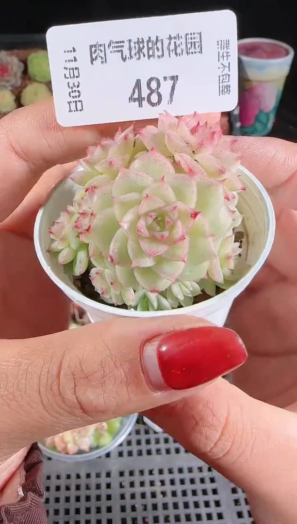 1130-487多肉群生不包整