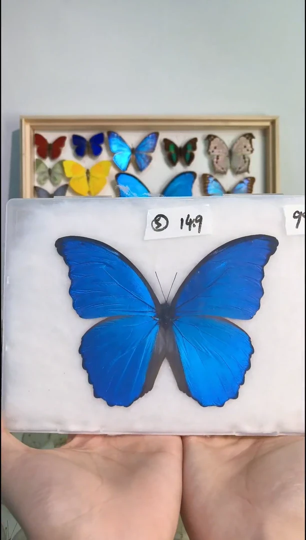 真蝴蝶标本展翅品一图一物编号大蓝闪蝶5号