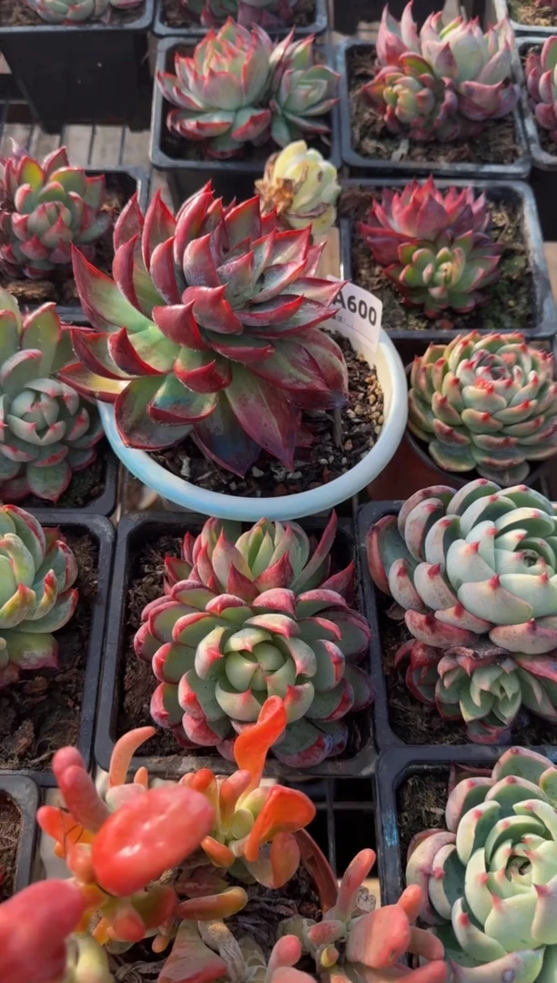 【闪购商品】A600惊鸿仙子（裸根发货瑕疵）