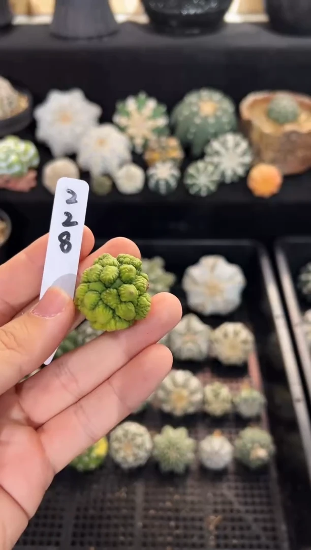 很*味圣诞树不含盆土实生编码228