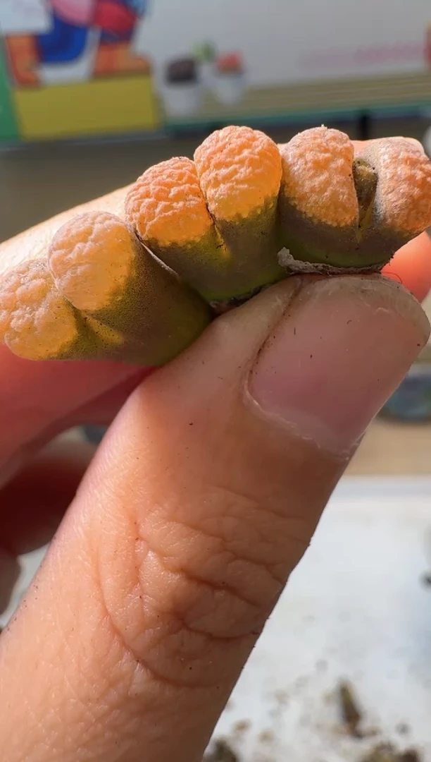 多肉植物肉锥10.8-252