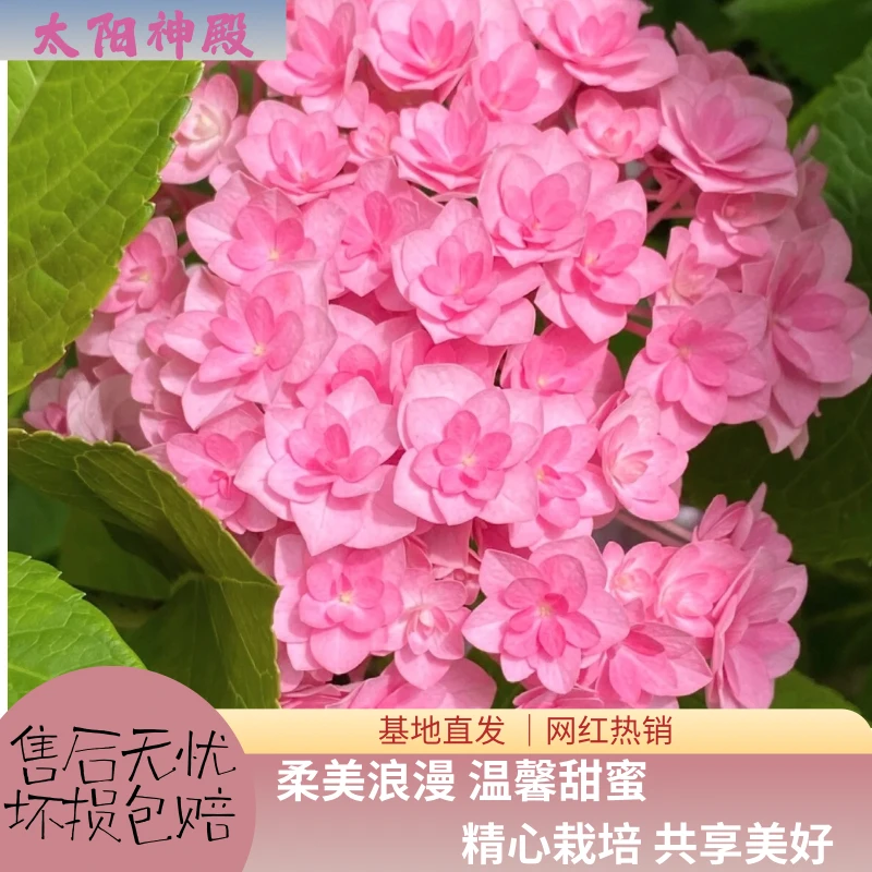 【太阳神殿】粉色绣球花 爆销热款 老桩 包邮 基地直发 5花头起发