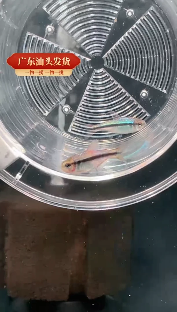灯科鱼俩条野生皇室青