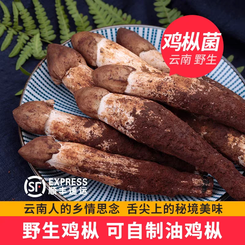 云南特产新鲜食用野生（非种植）百菌之王【黑皮鸡枞菌】顺丰空运包邮