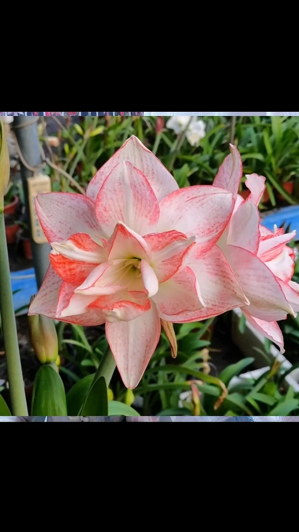 朱顶红桃花劫4厘米