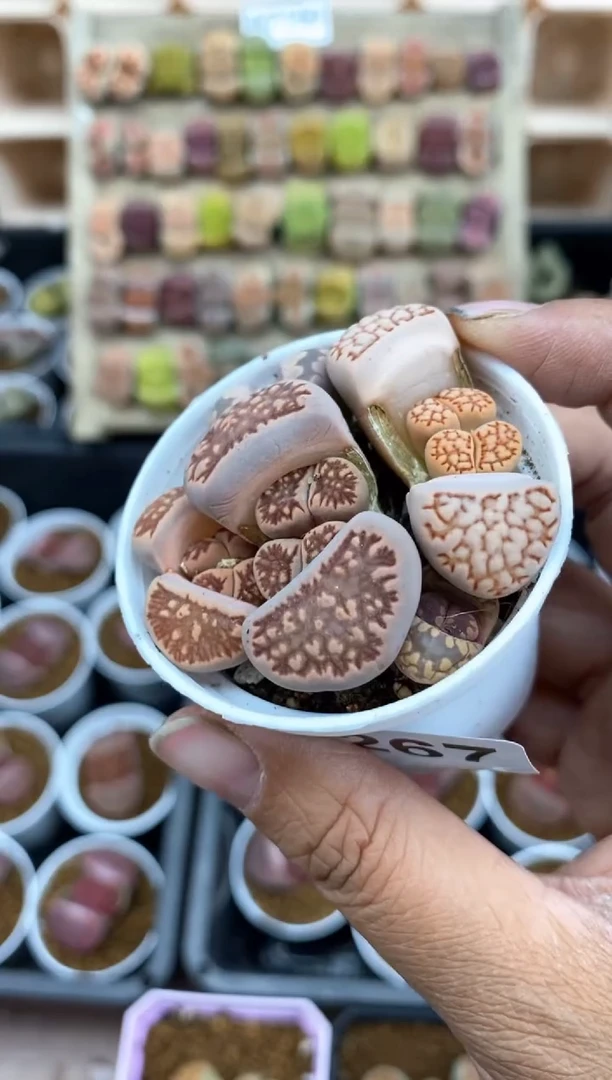 【闪购商品】7267直播间一物一拍